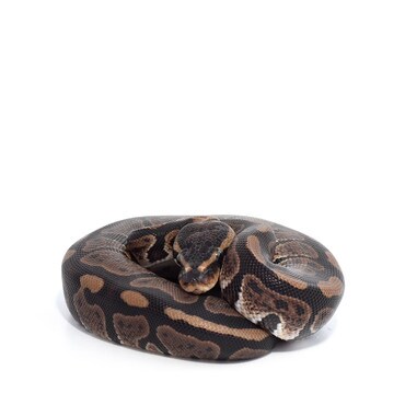 Paint Royal Python, Male
